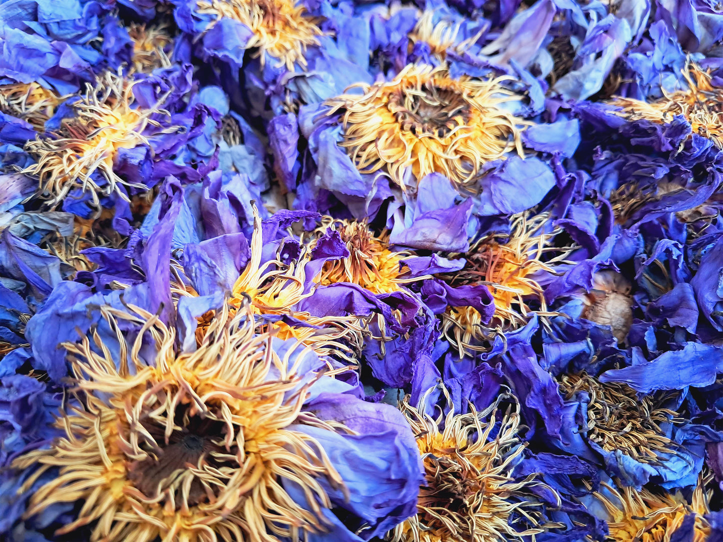 Blue Lotus Flowers Nymphaea Caerulea Organic Premium Quality For Tea, Bath, Incense