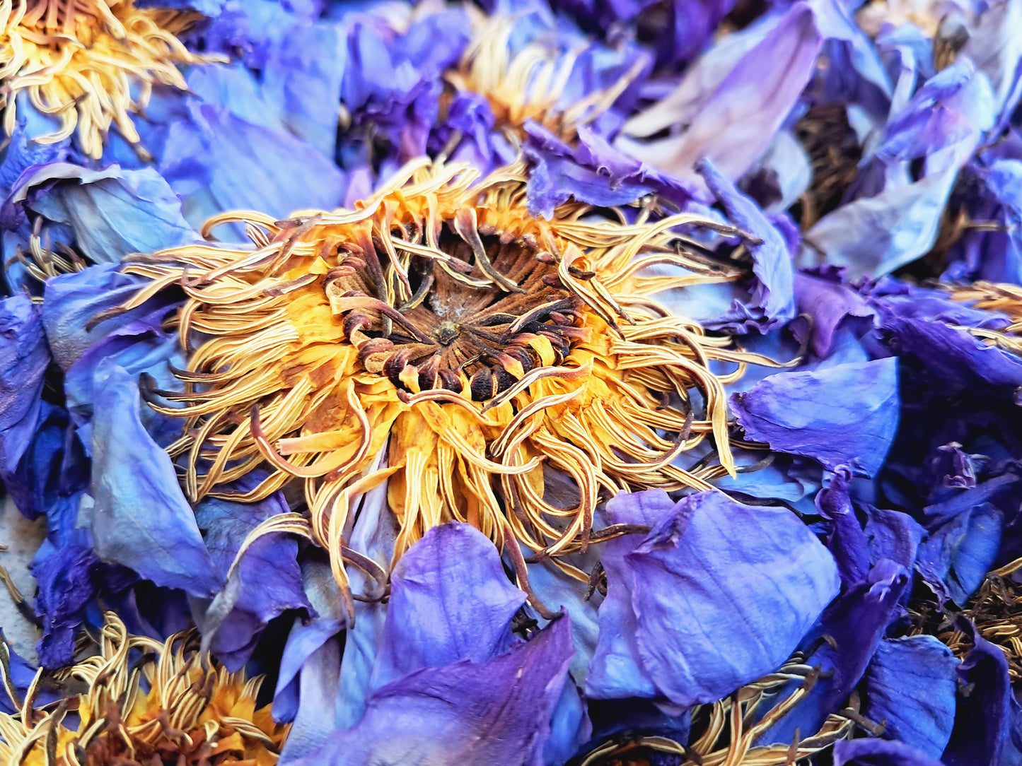 Blue Lotus Flowers Nymphaea Caerulea Organic Premium Quality For Tea, Bath, Incense