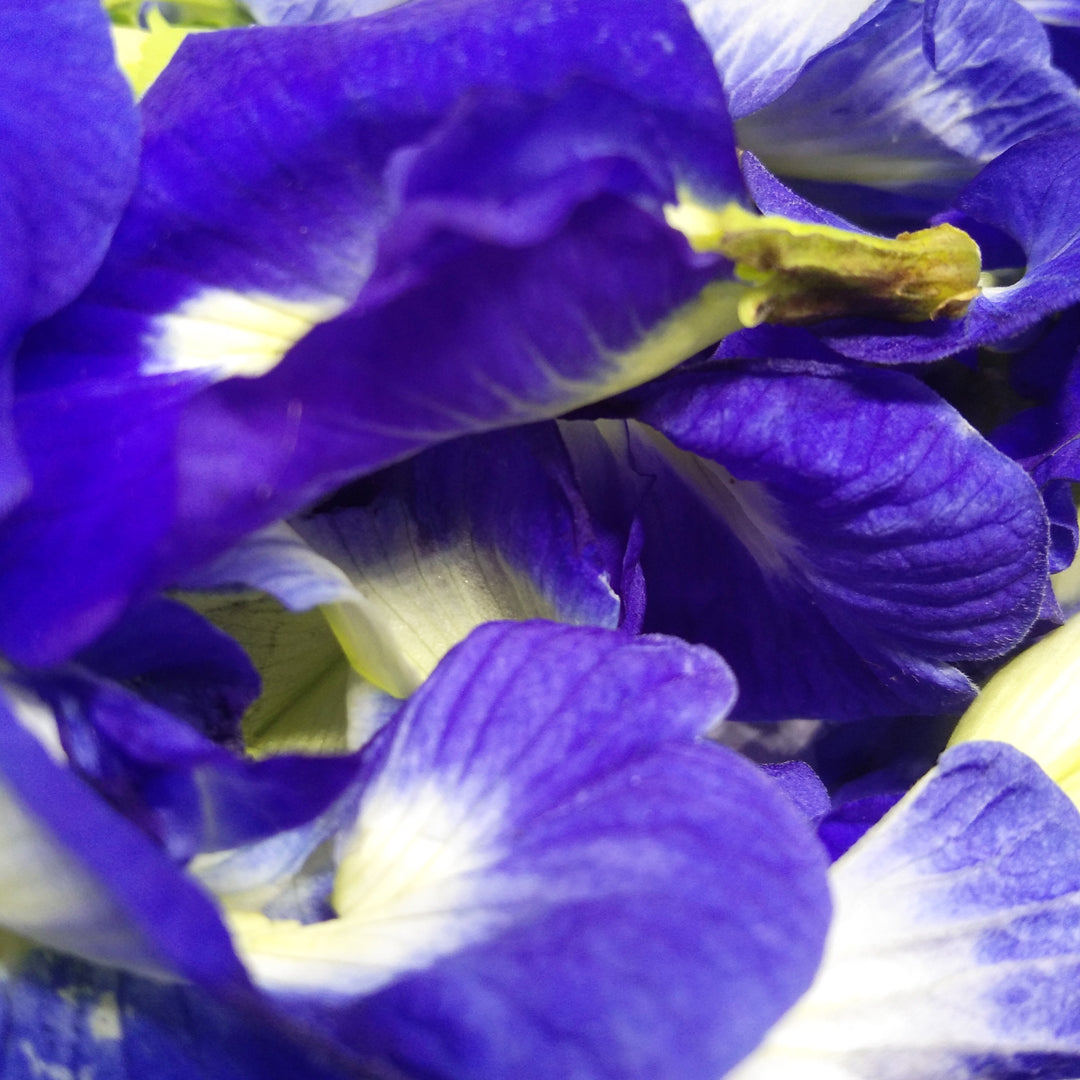 Dried Blue Butterfly Pea Natural Flowers Clitoria Ternatea Tea Herbal From Ceylon