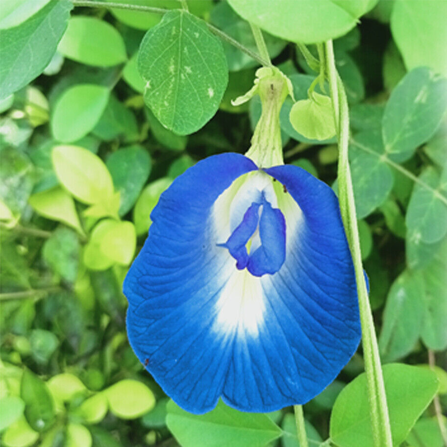 Dried Blue Butterfly Pea Natural Flowers Clitoria Ternatea Tea Herbal From Ceylon