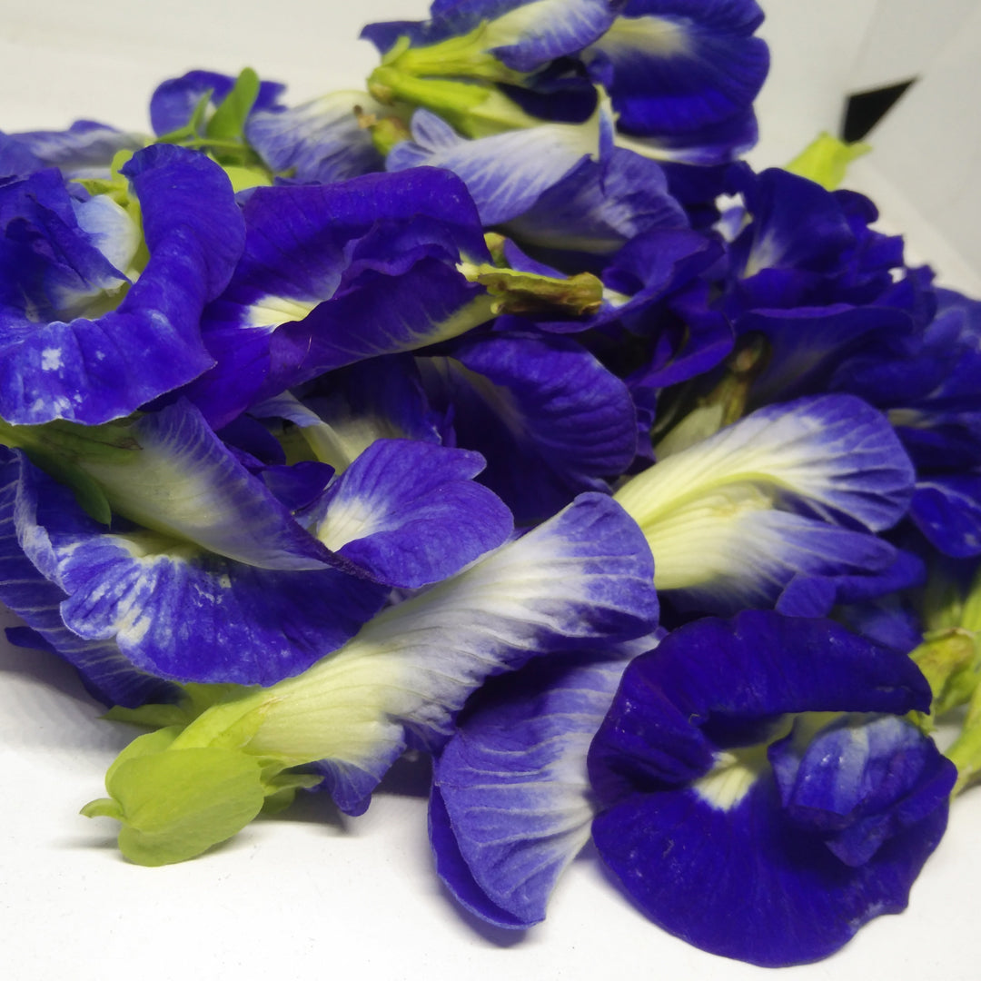 Dried Blue Butterfly Pea Natural Flowers Clitoria Ternatea Tea Herbal From Ceylon